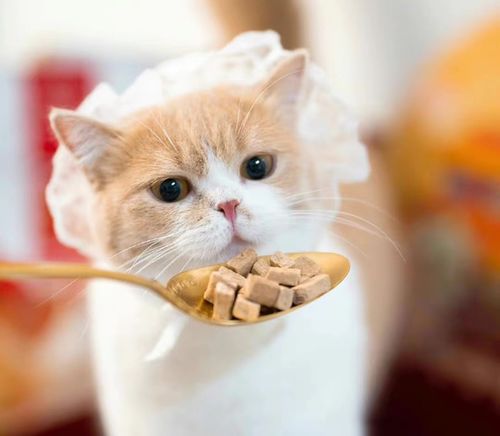 这届年轻人为何热衷养宠物？宠物食品市场迎来新机遇